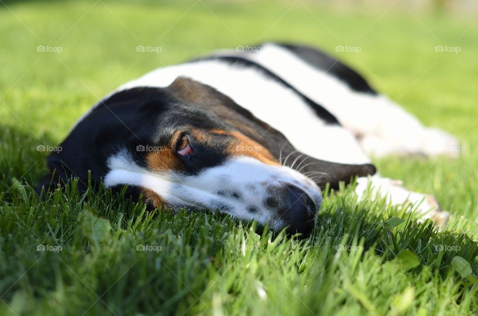 Lazy basset hound dog