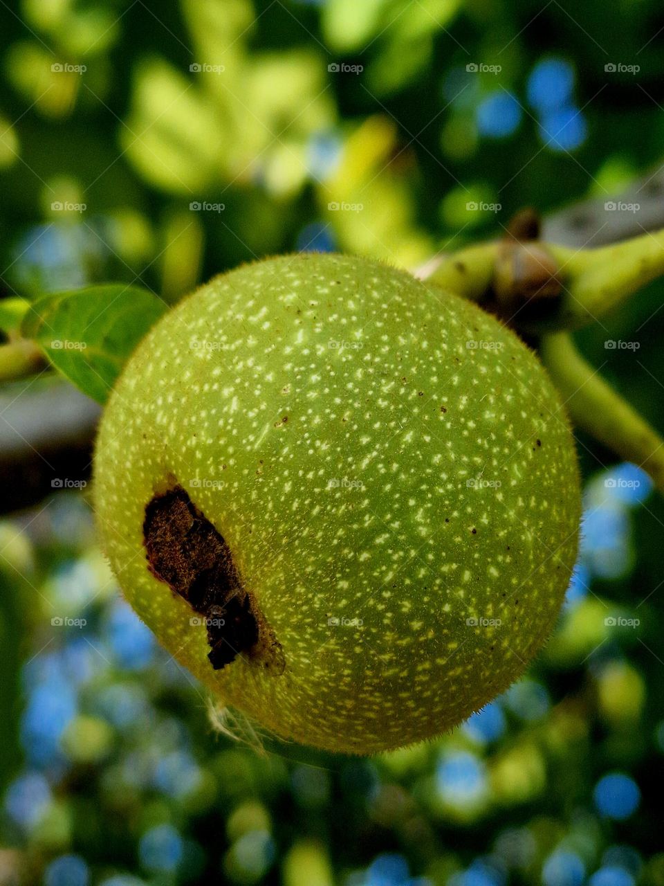 green walnuts with dots