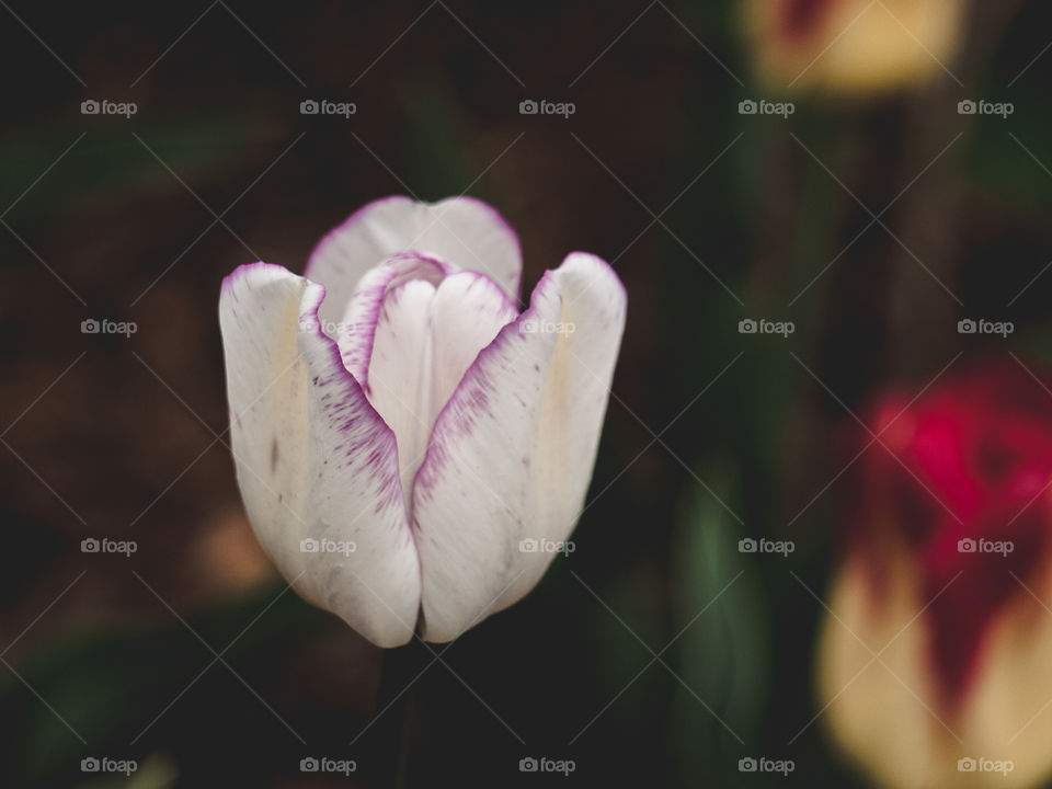 White tulip in bloom
