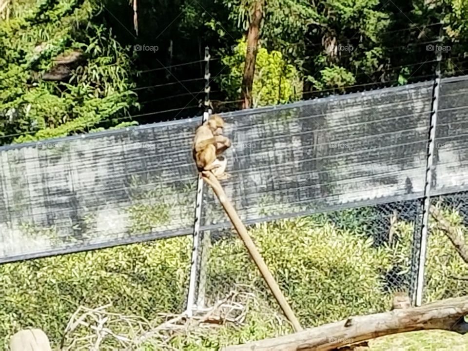 Monkey on a pole