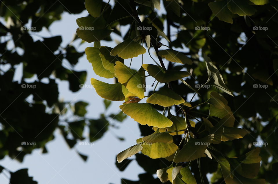 Ginko leaves on tree