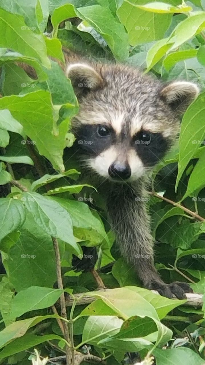 raccoon pic 8