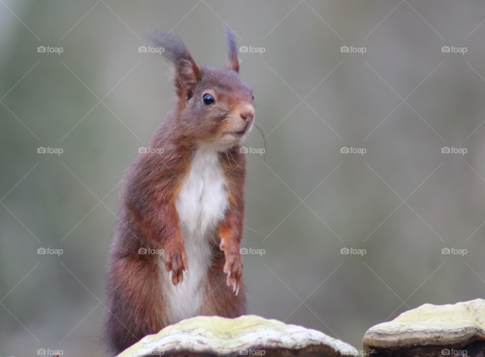 Squirrel standing and surprised