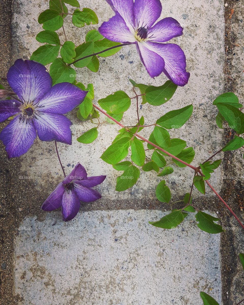 Vine and Flower