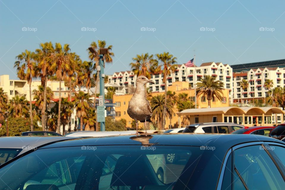 gull on the car roof