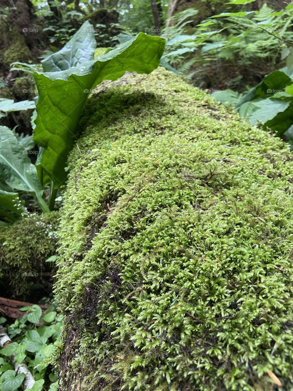 Moss on tree.