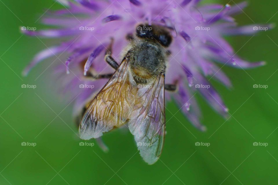 Honey bee on purple wild flower