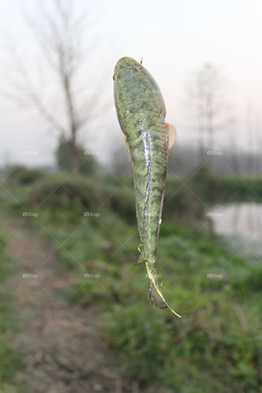 nice looking for food.. like a grass colour