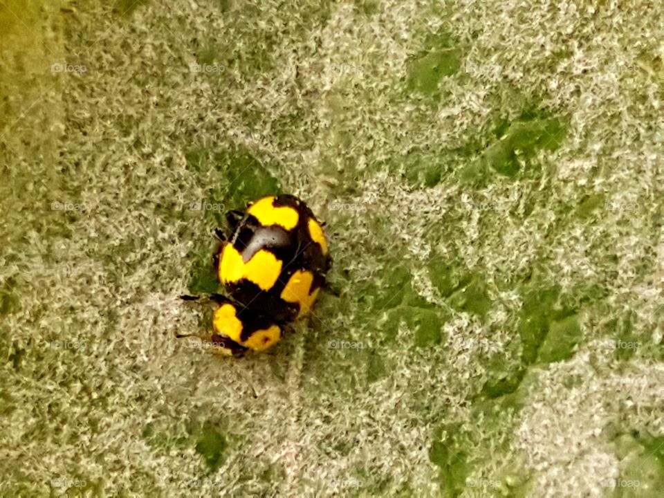 ladybug