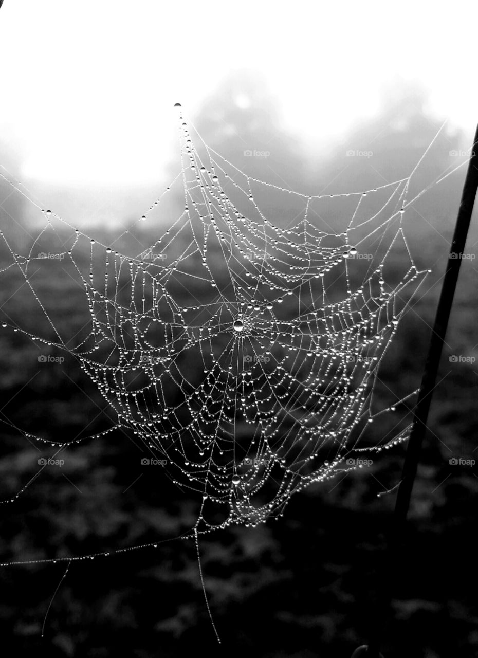 Dewy Spider Web