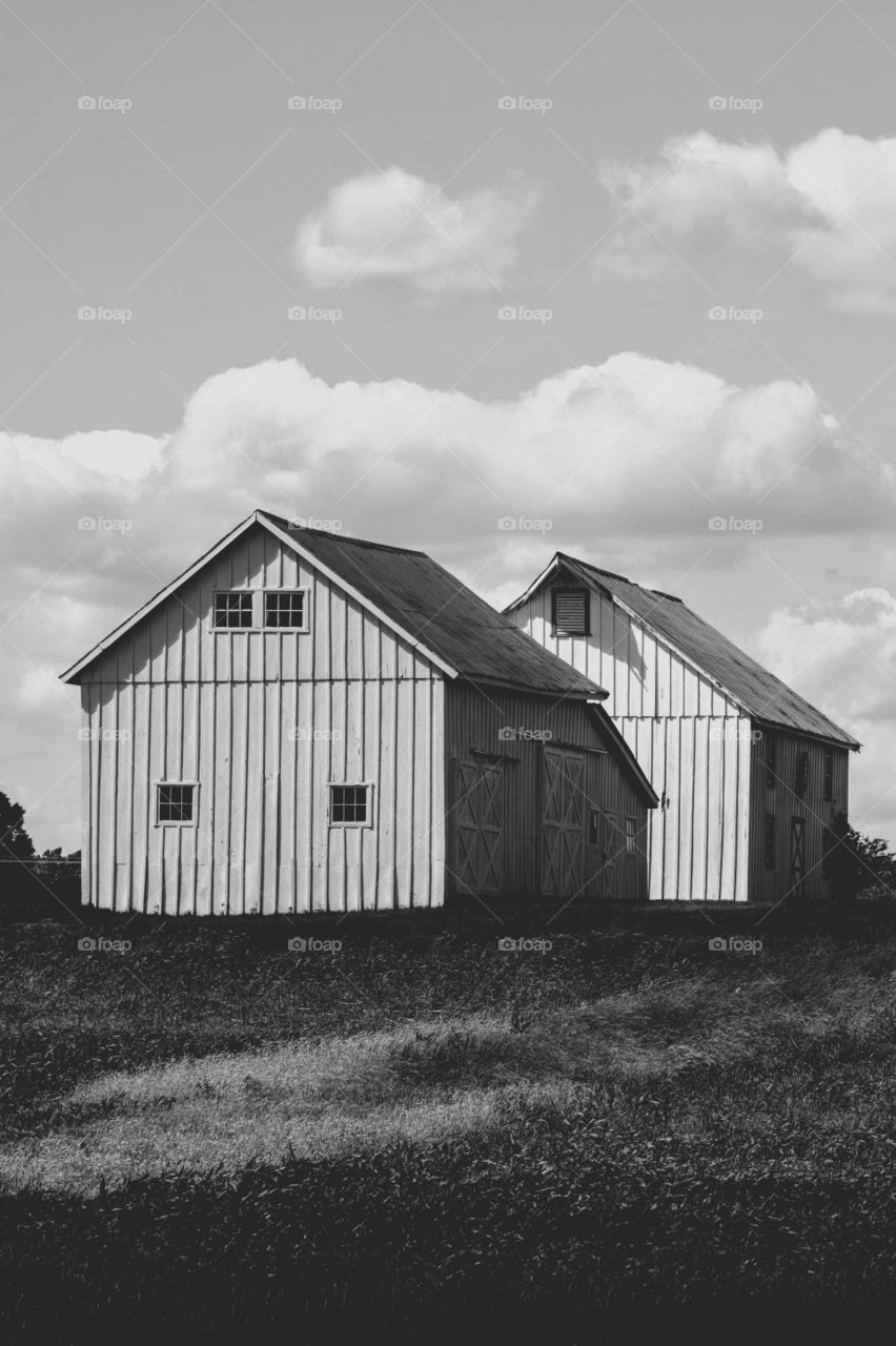 Black and White Barns