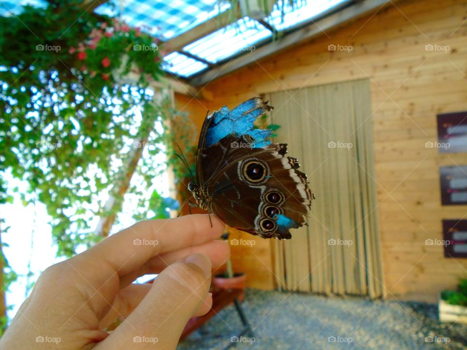 Tropical butterfly sitting on hand