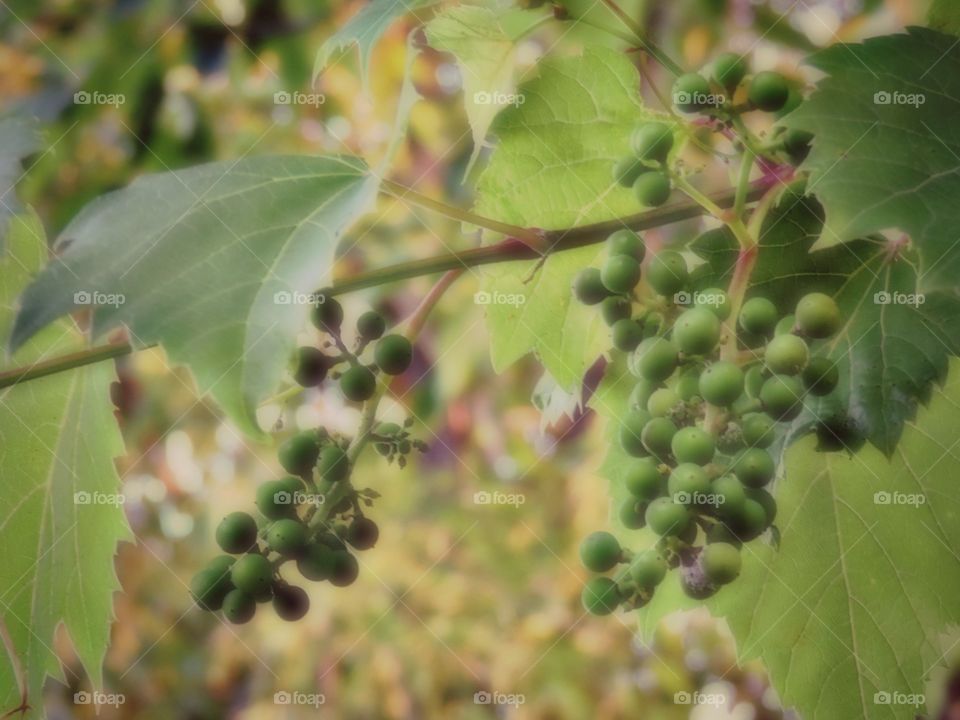 Wild Grapes. Baby wild grapes chanced across on a stroll