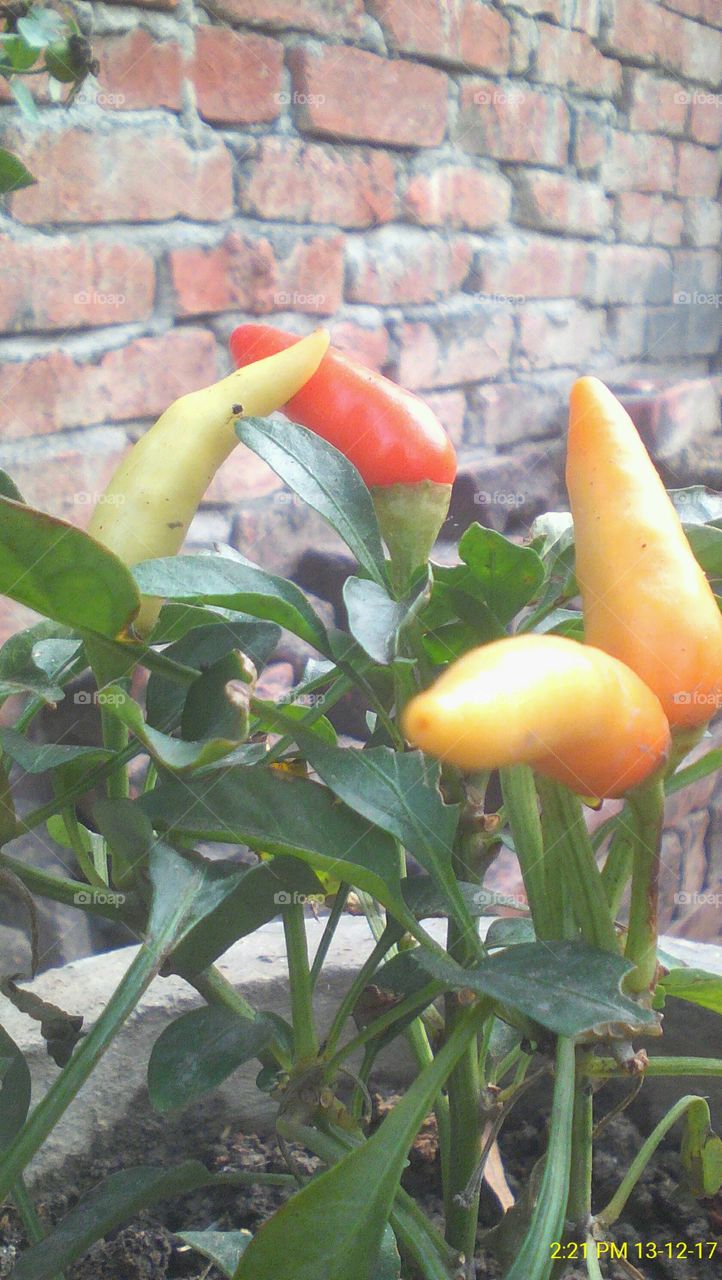 A beautiful image of small chilli plant starting of winter season in India