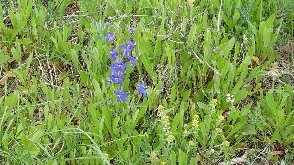 Wild flowers