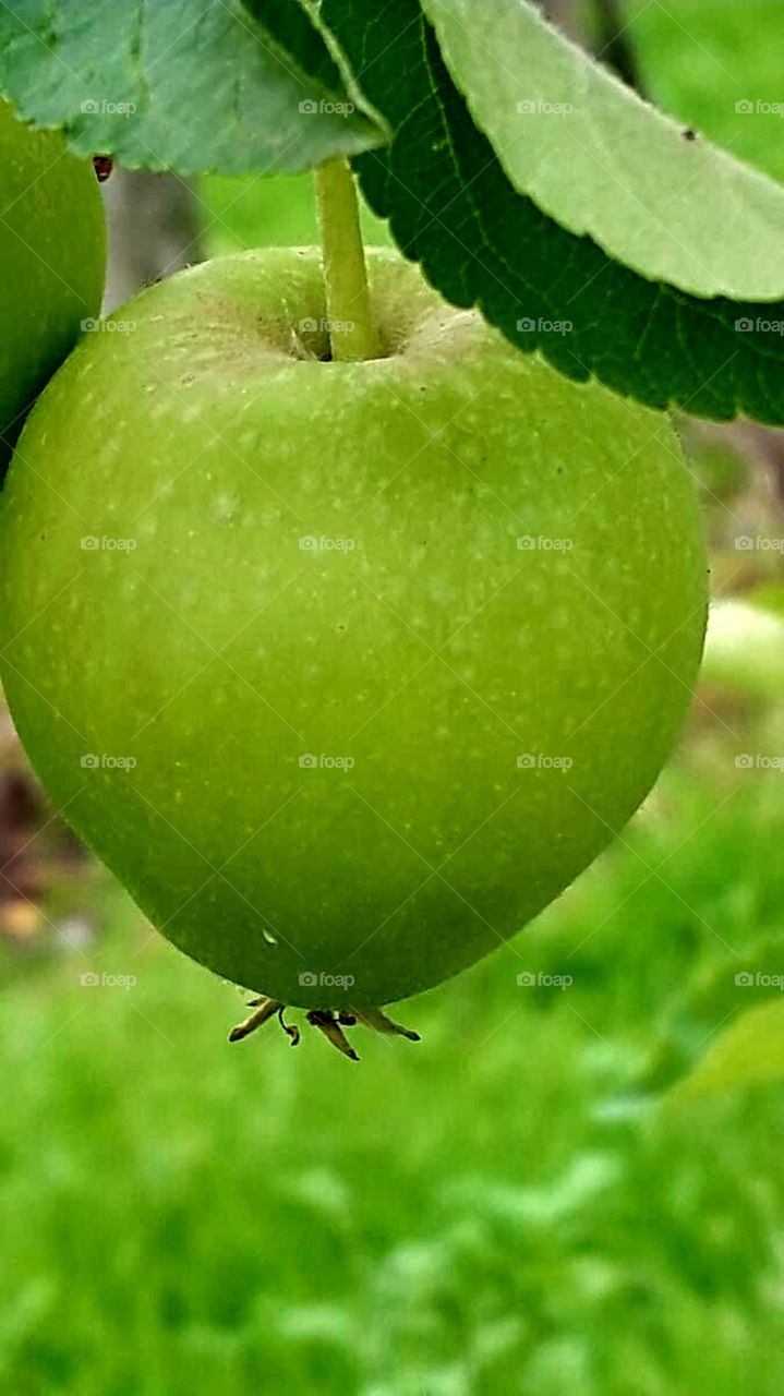 Apfel in Juni