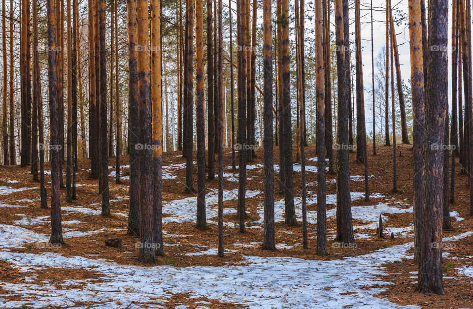 Trunks in the wood