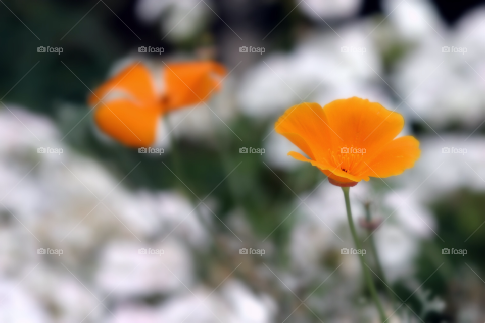 green spring flowers garden by hlehnerer