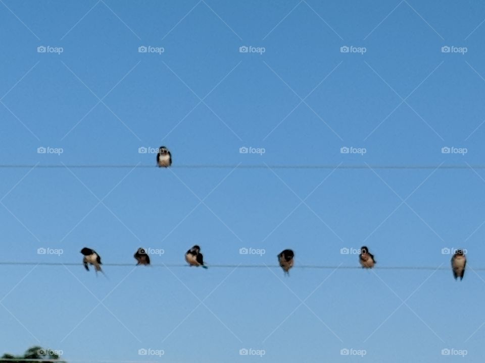 birds on a wire