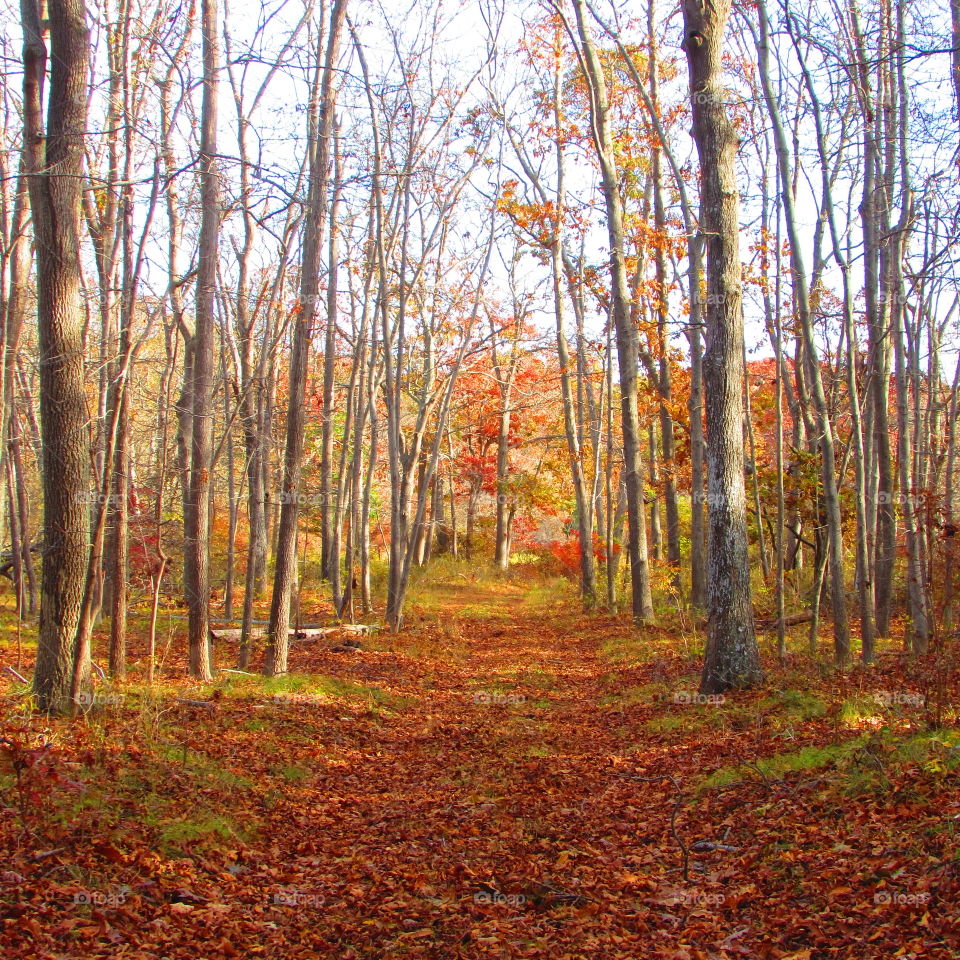 View of a footpath in forest