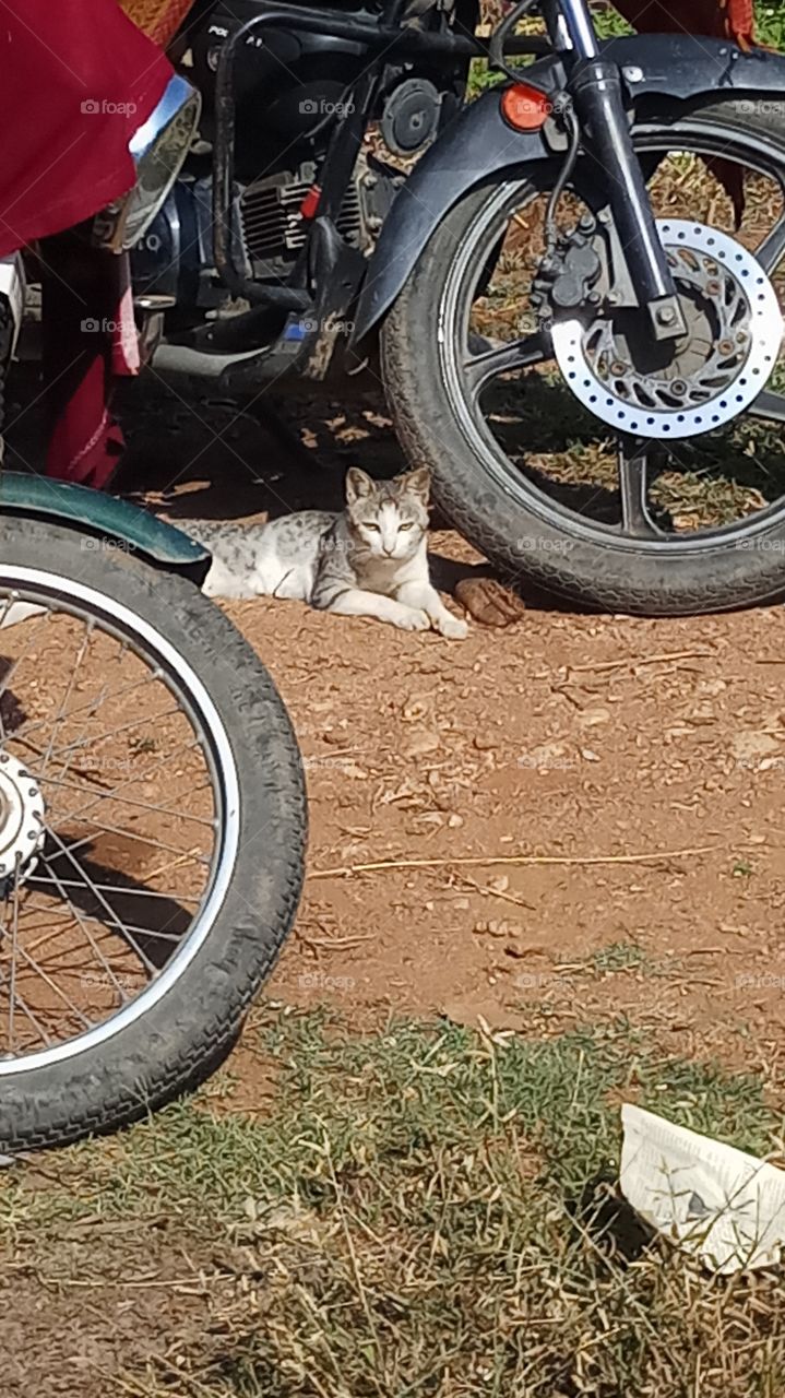 This cate is between bikes so vrry very beautyfull