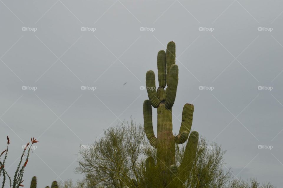 Cactus, Nature, Sky, No Person, Desert