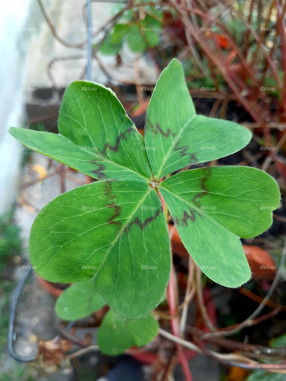 Four-leaf-clover