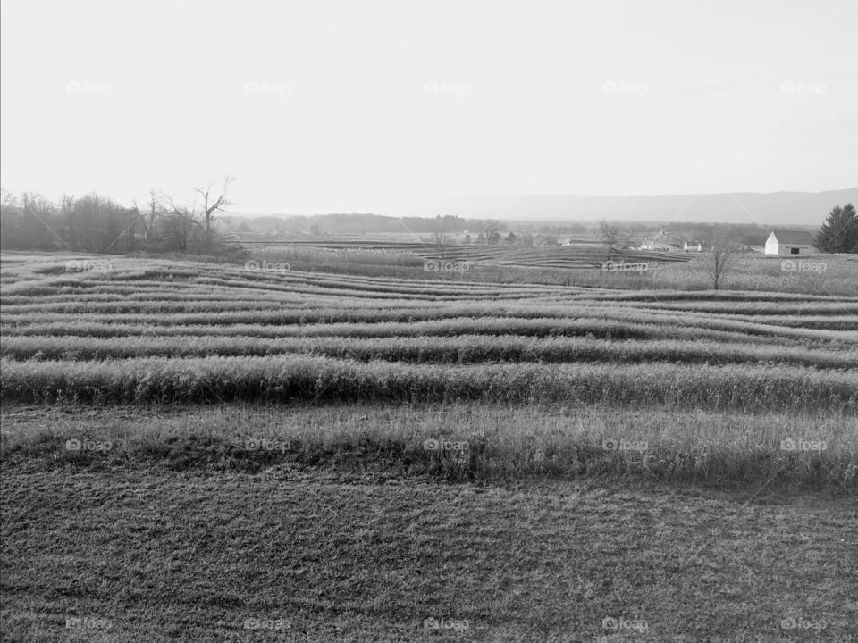 rolling fields