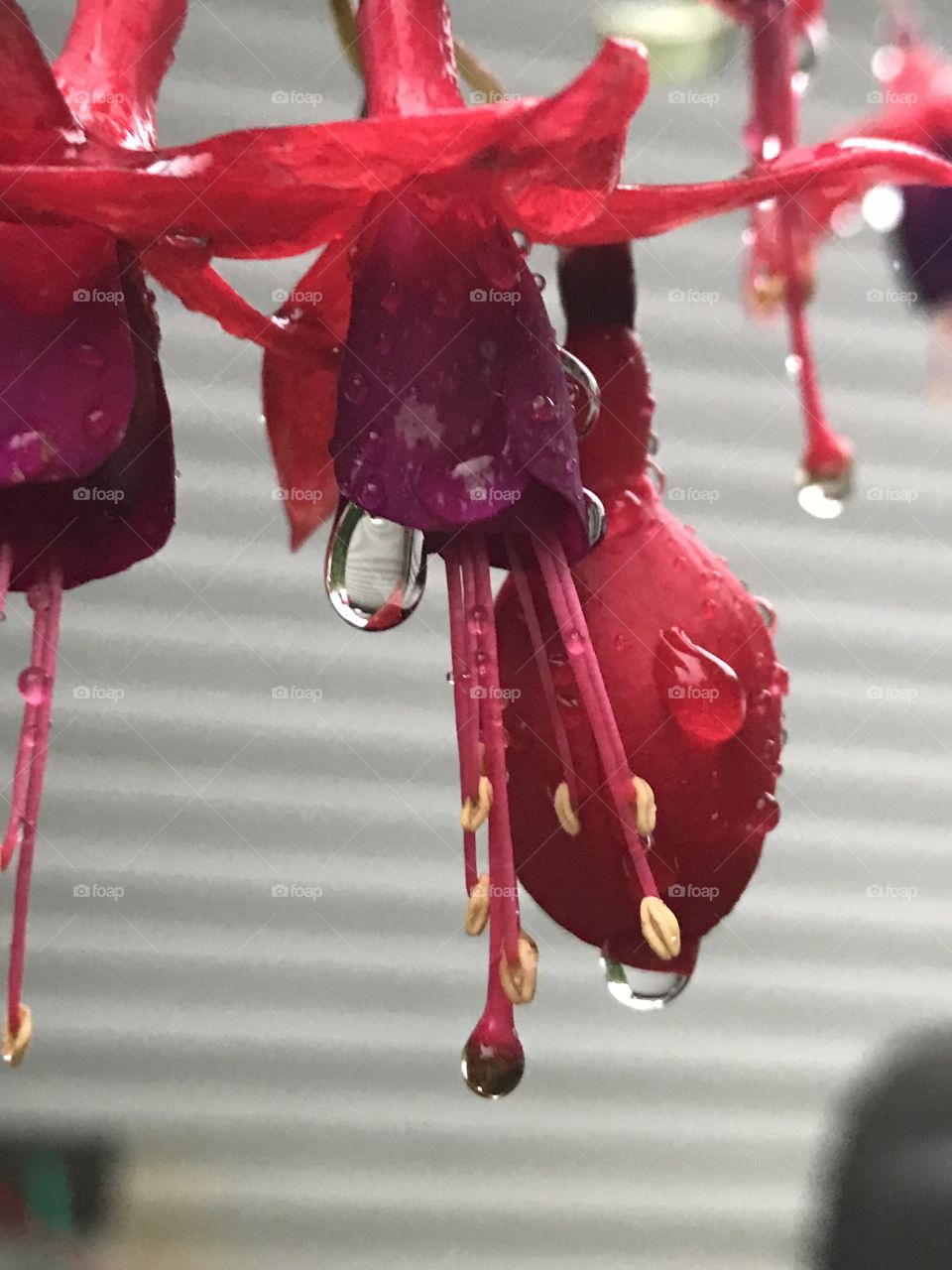 Raindrops on red flower petal 