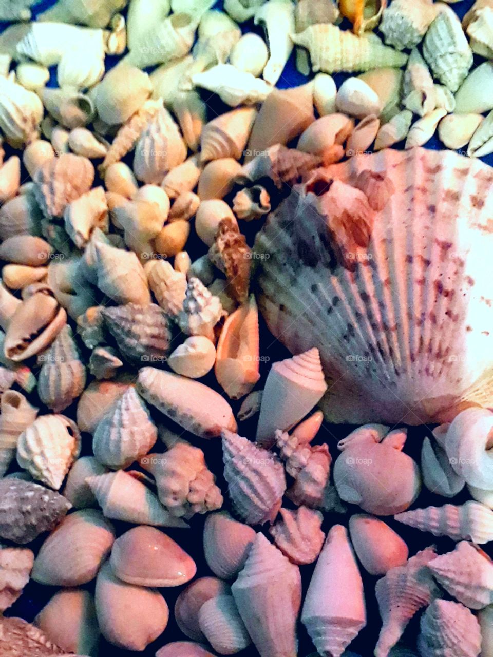 seashell art