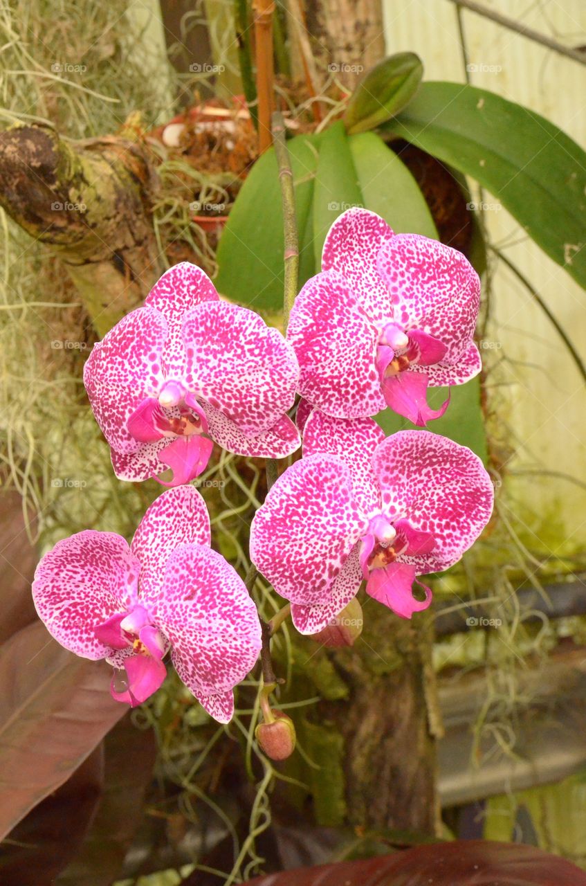 Pink orchids. 