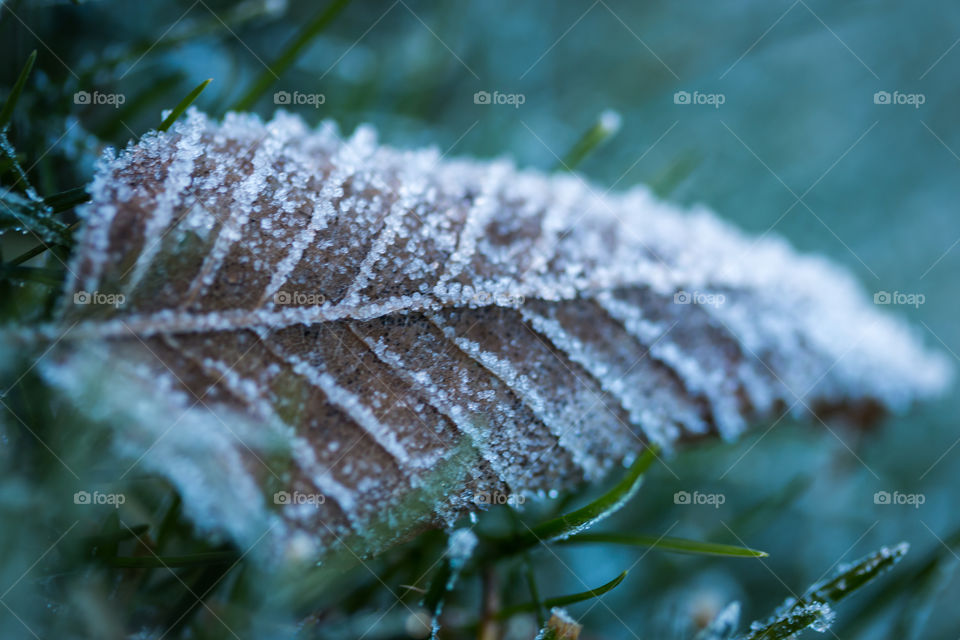 Close-up of frozen leaf