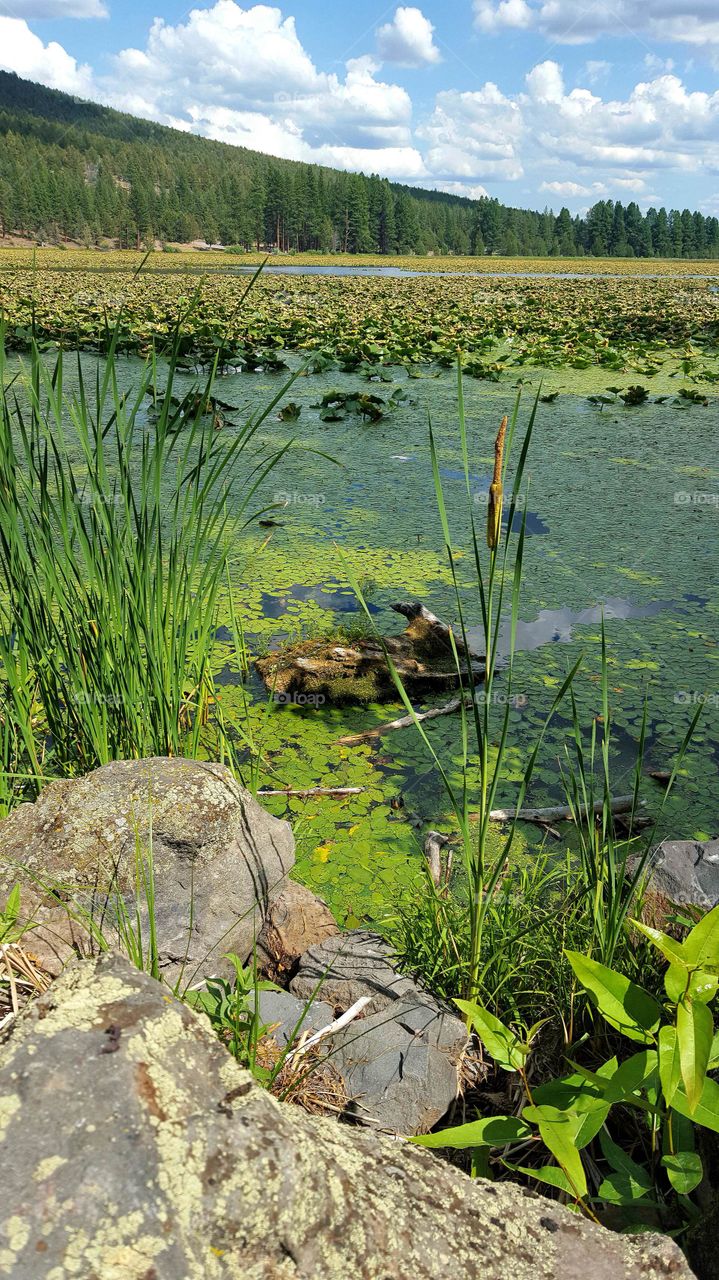 Lake View