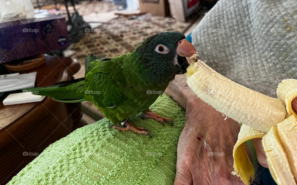 Man sharing a banana with his pet Parrot.