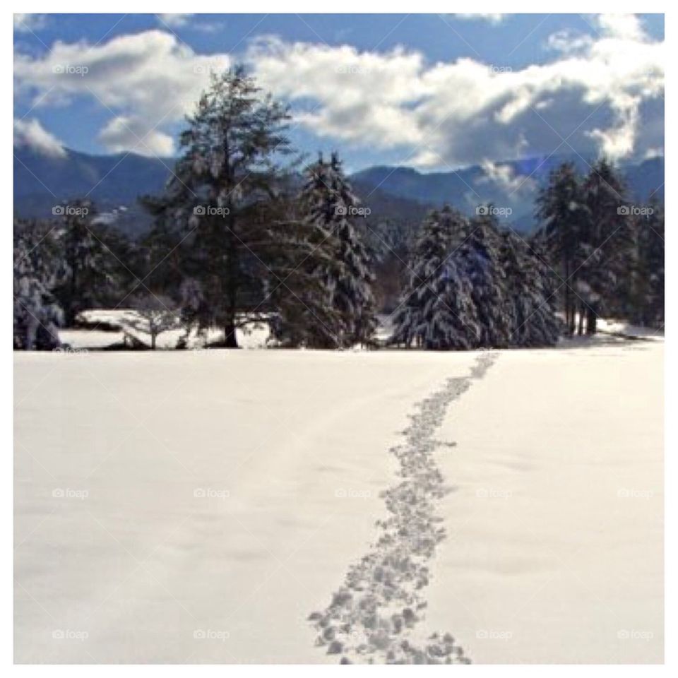 Trail in the Snow 