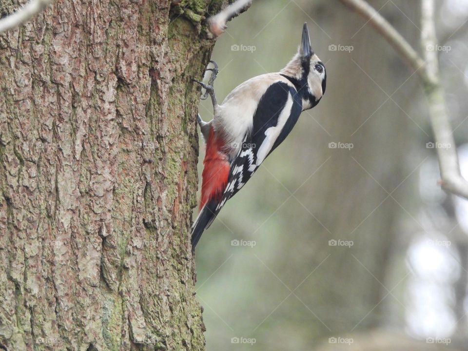 A female woodpecker on a tree 