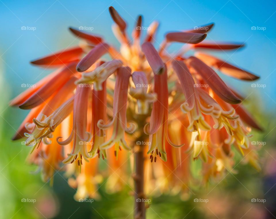 orange and yellow flower in tilt shift lens