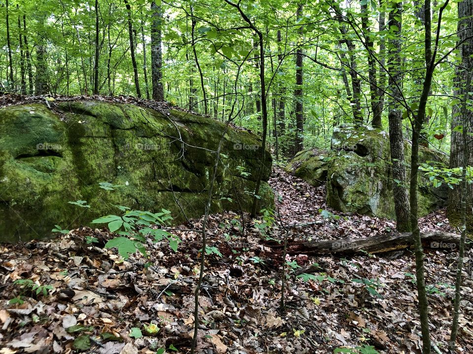 Path through forest between boulders 