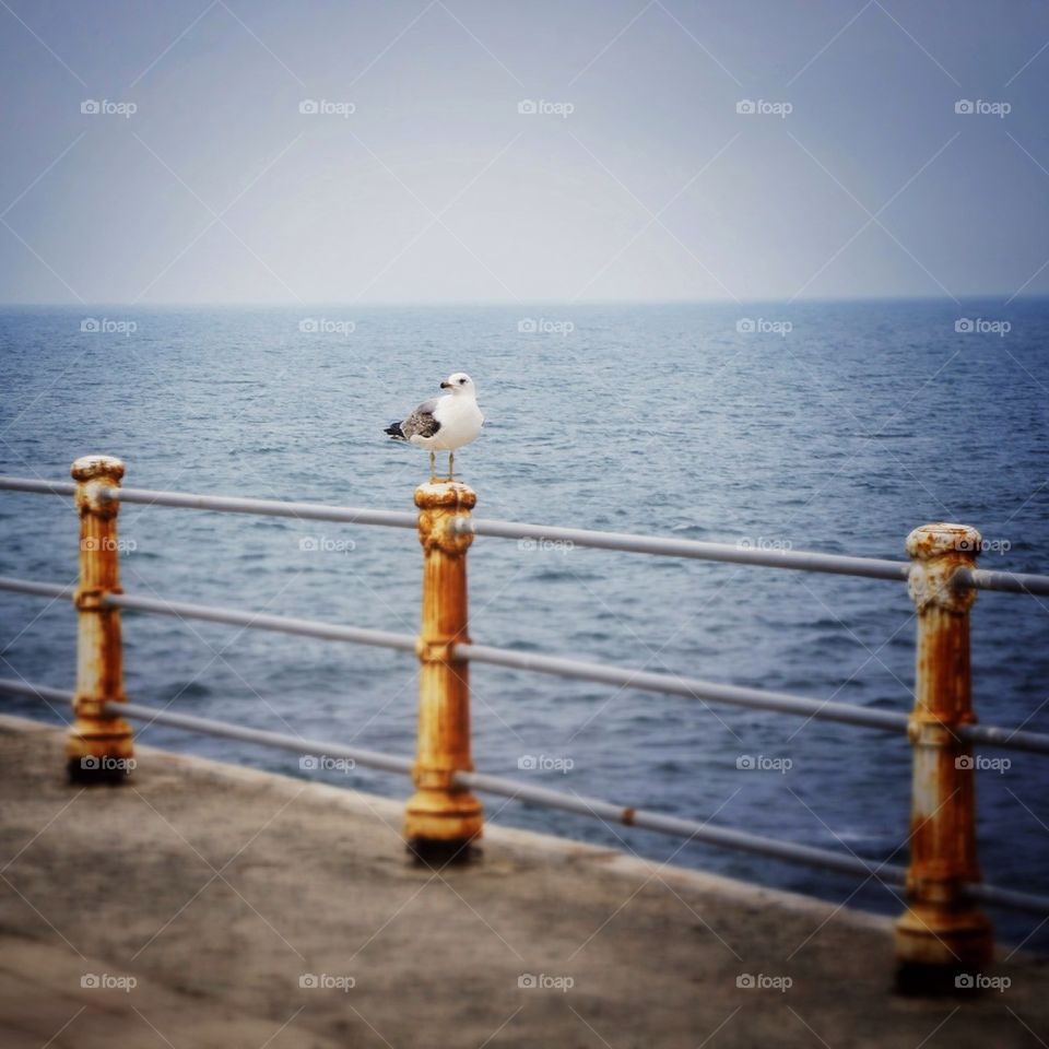 Lonely seagull 