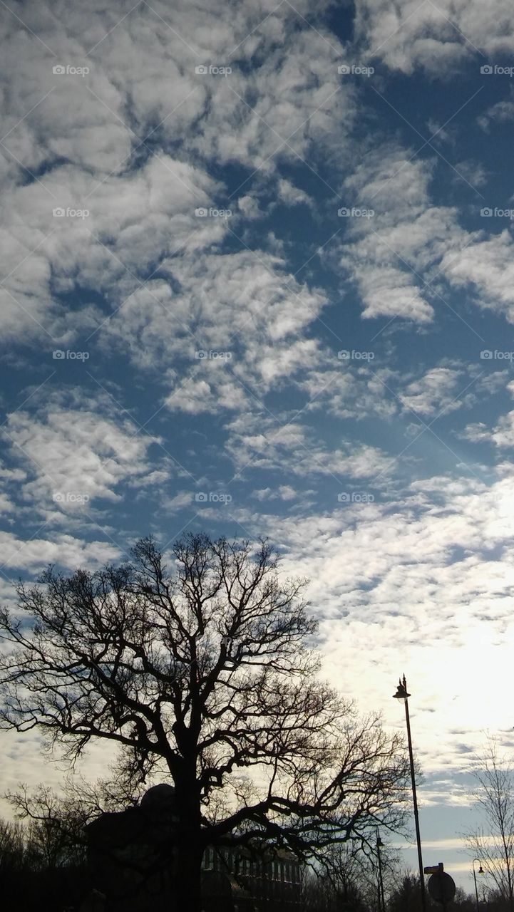Sky And Tree Tops