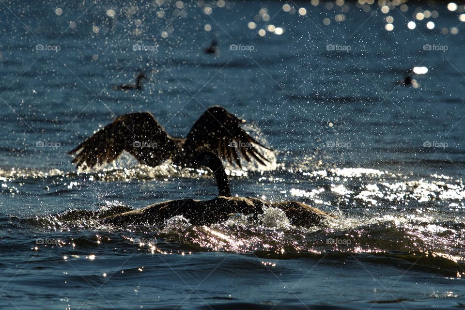 Goose Bathing