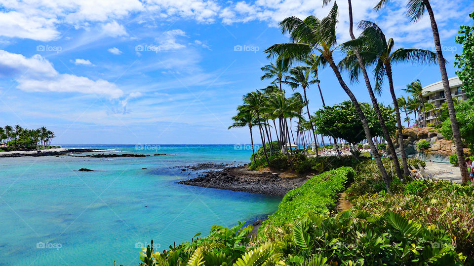 ocean, palm trees