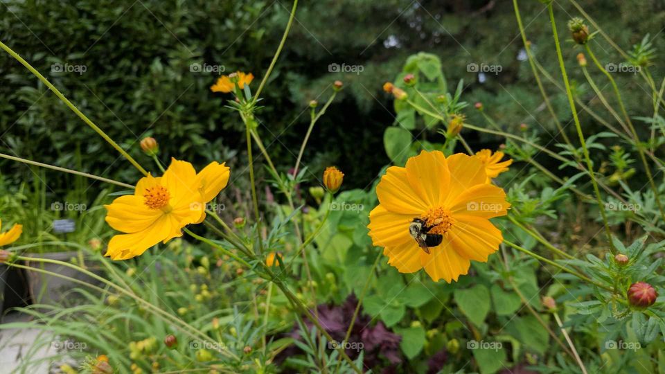 Bee on flower at Queens Botanical Garden