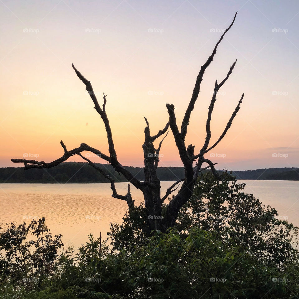Sunset over Norfork Lake and an old decayed tree