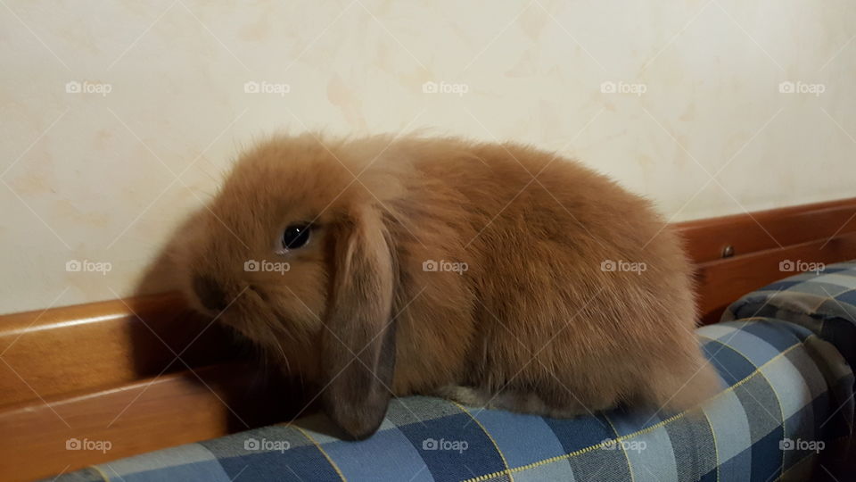 rabbit