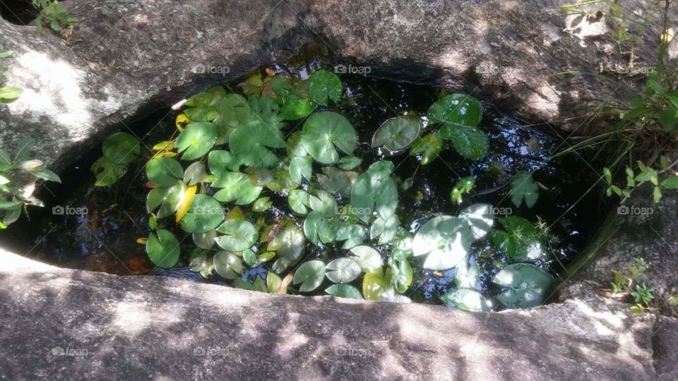 Rock pond in the village