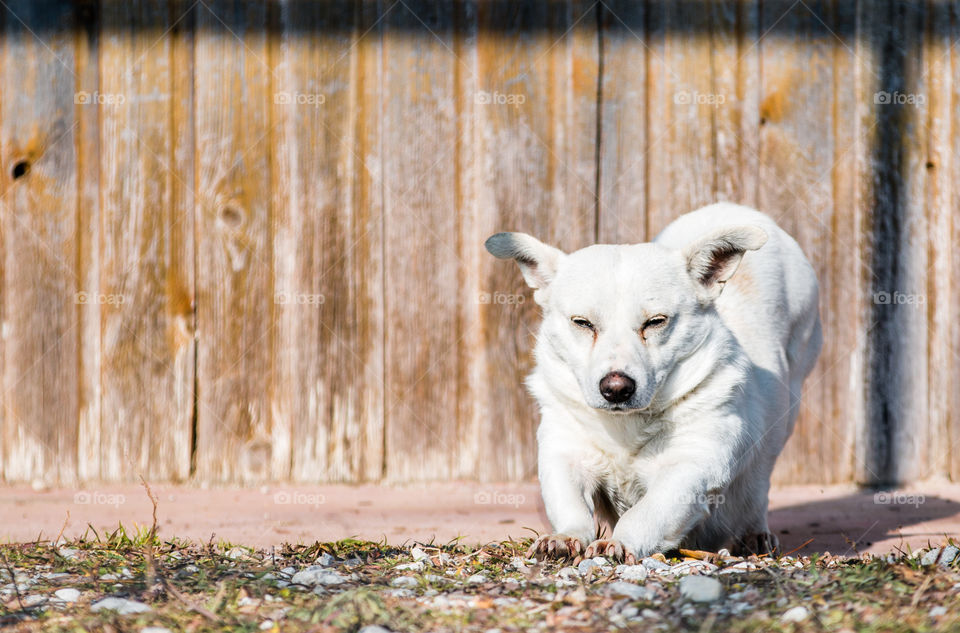 Dog, Domestic, Animal, Pet, Wood