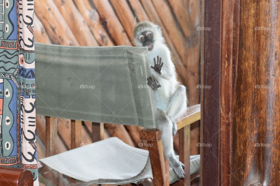 One of few monkeys on deck of hotel room in Kenya wanting to come in