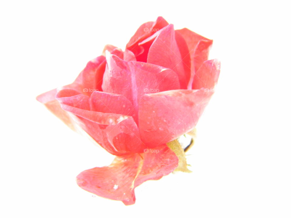 red rose flower on snow