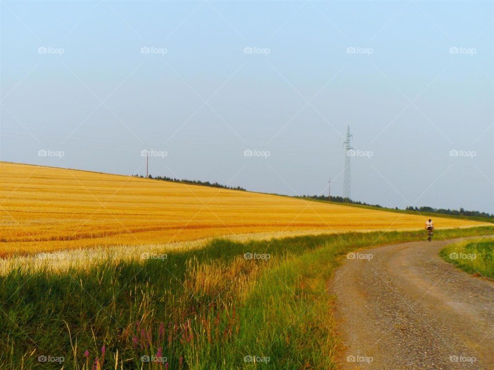 Stegersbach,Austria, the golden fields